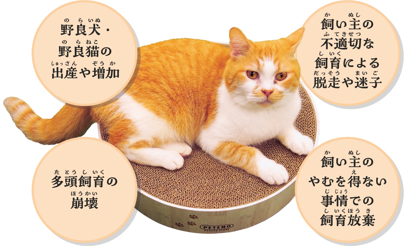 保護犬や保護猫はどうして生まれるの？