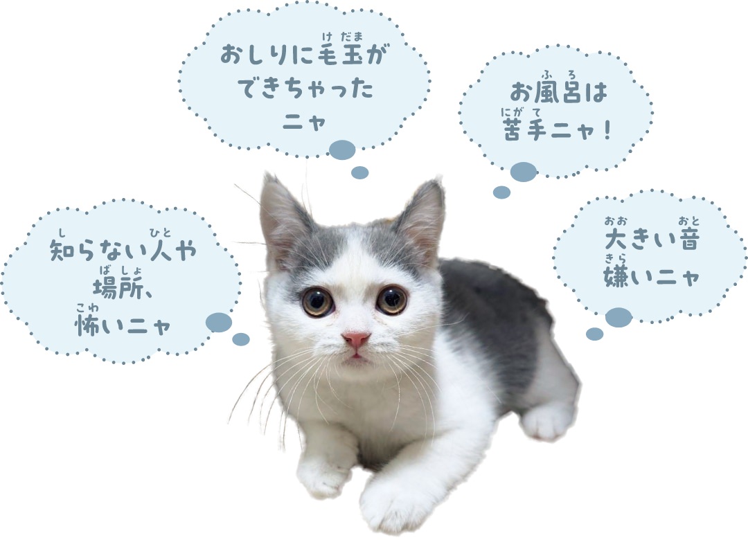 猫の苦手なもの