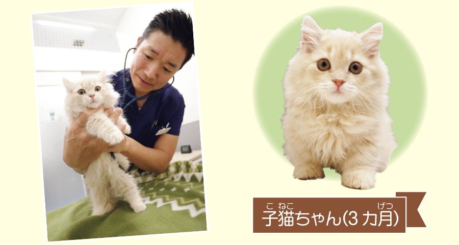 キャットフレンドリークリニックの獣医師