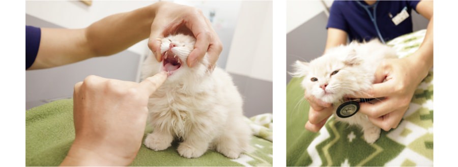 子猫の検診