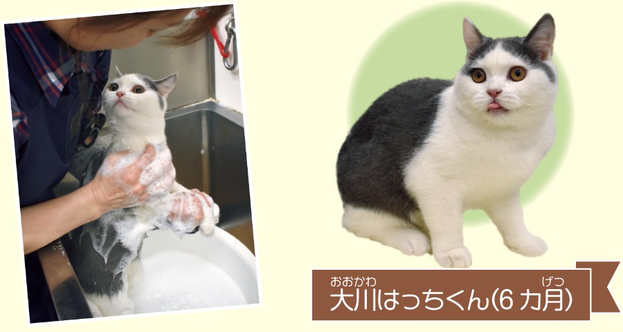 シャワーの音や勢いに驚かないよう、お風呂桶の中でやさしく洗います