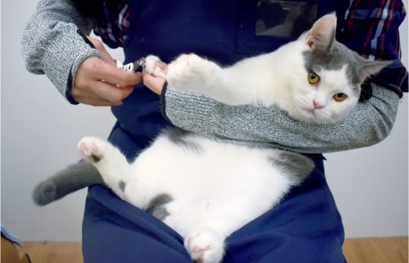 猫専用診察室