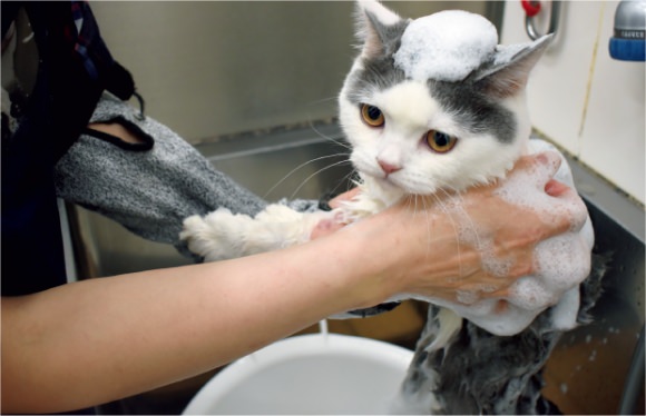 猫専用入院室