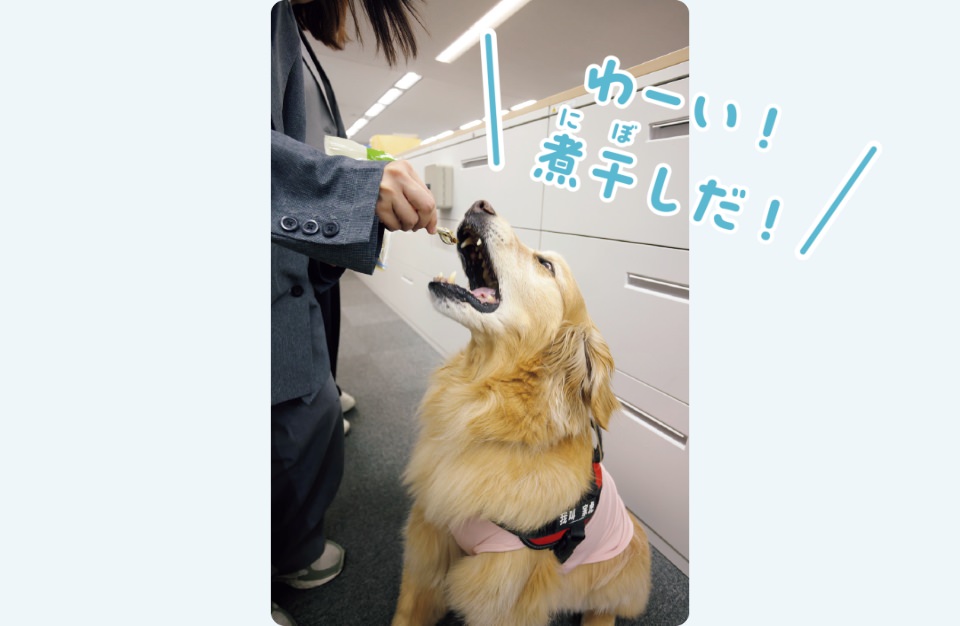 社員のペット、ゴールデンレトリバーのジャフちゃん