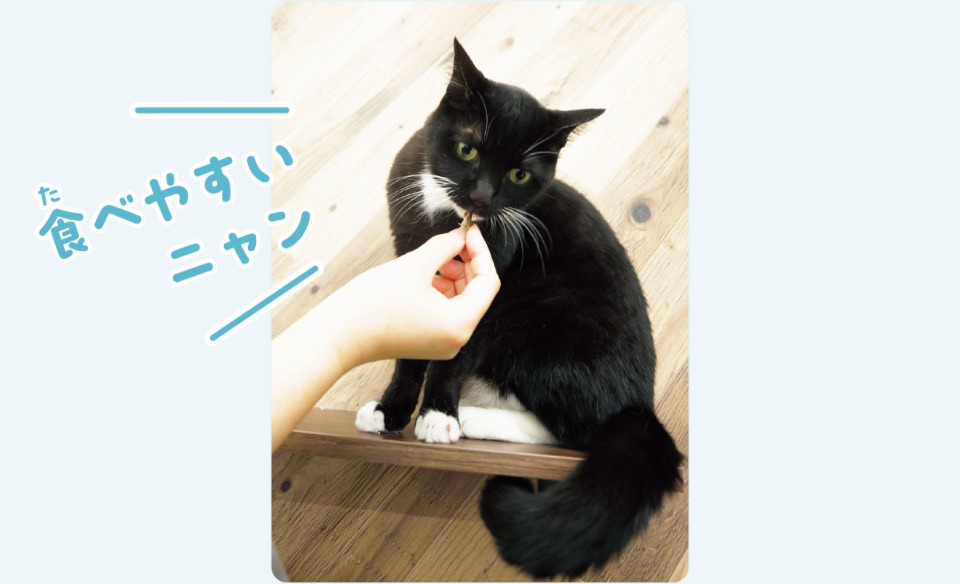 会社で暮らす保護猫のソーレちゃん