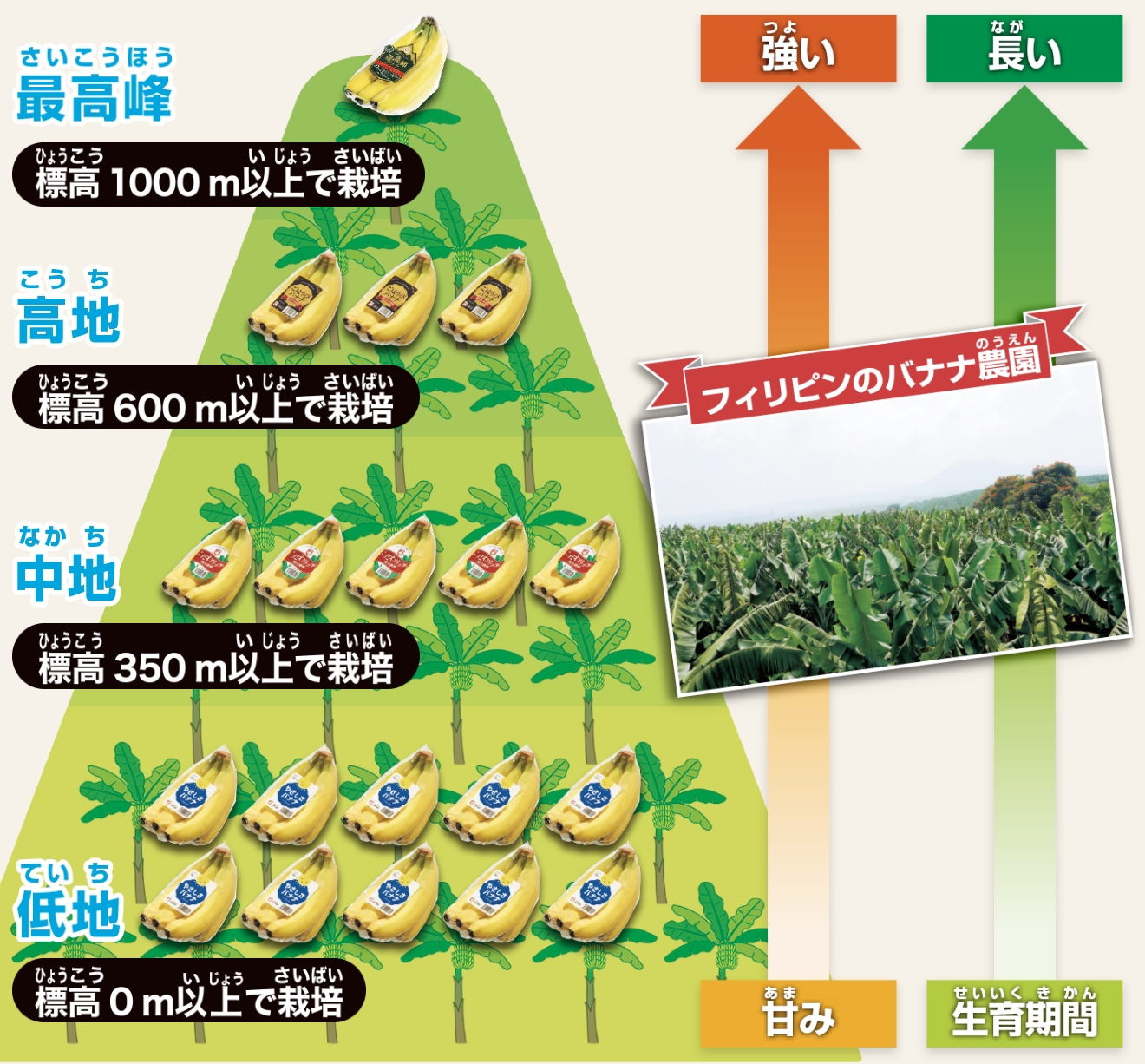 バナナが栽培される標高の図