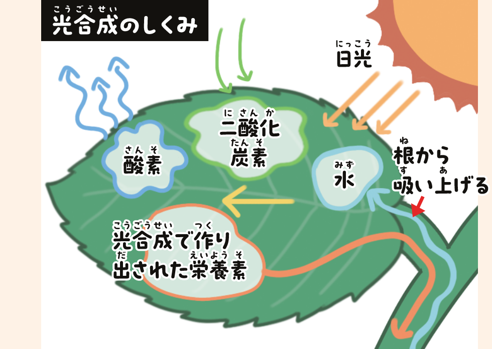 光合成のしくみ
