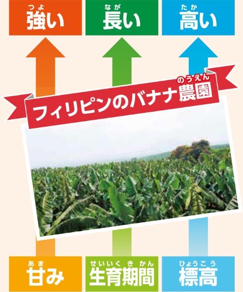 フィリピンのバナナ農園