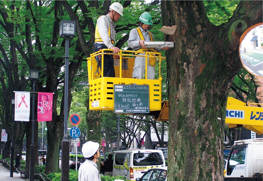 木の状態を診断する樹木医