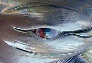 クジラの目
