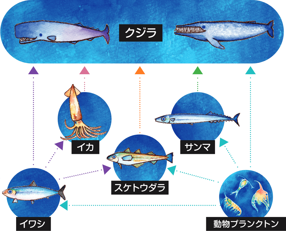 海の食物連鎖