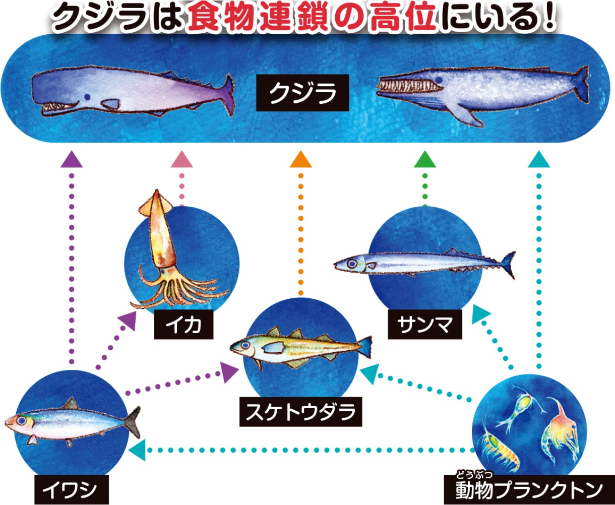 海の食物連鎖