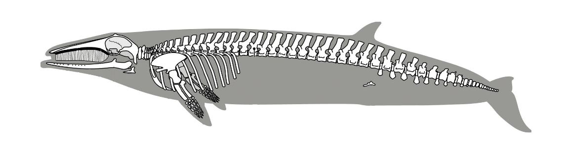 グジラの骨