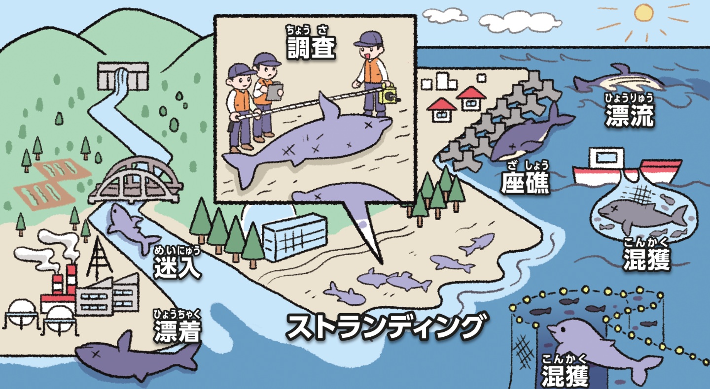 ストランディングしたクジラ