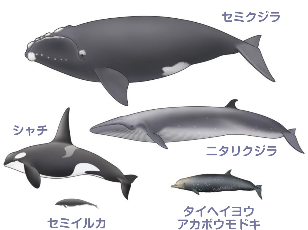 国内で発見されたストランディングの例