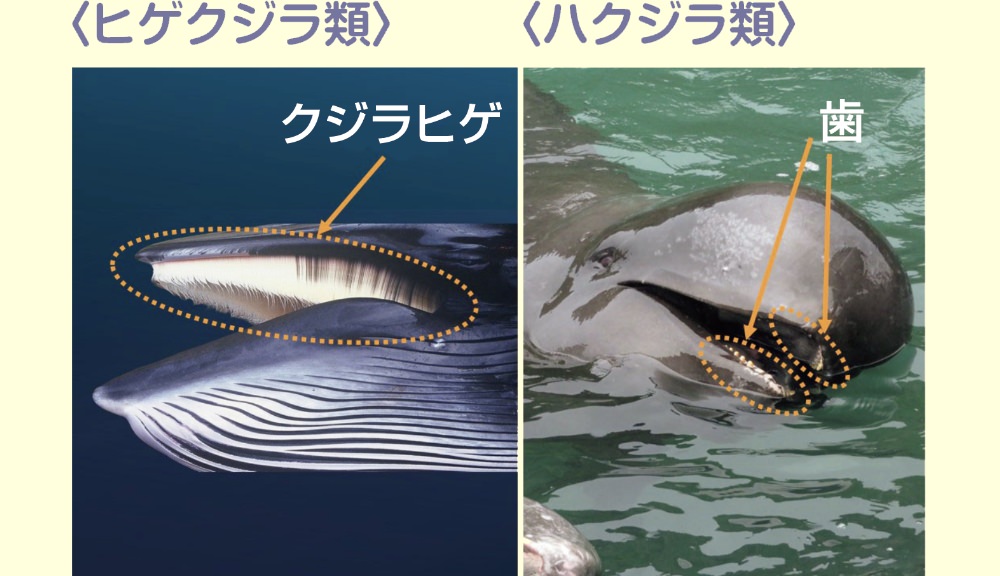 クジラの種類を調べる