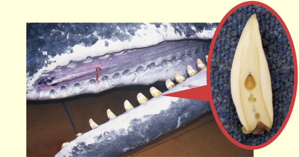 ハクジラの歯(左)とその断面(右)