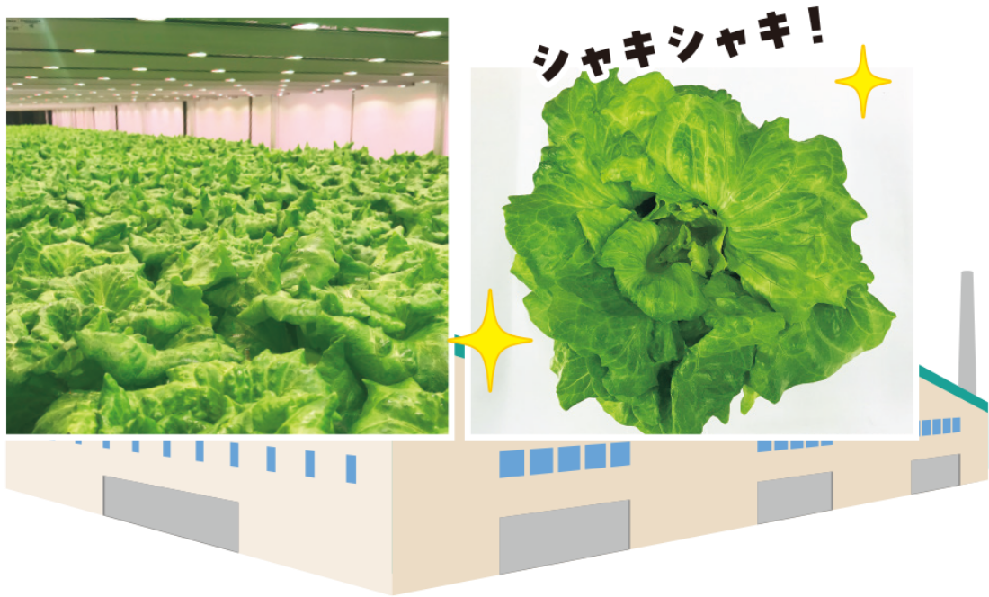 野菜工場