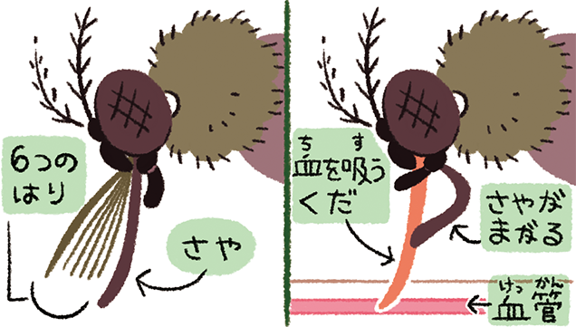 蚊にさされると どうしてかゆくなるの おしごとはくぶつかん 蚊にさされると どうしてかゆくなるの おしごとはくぶつかん