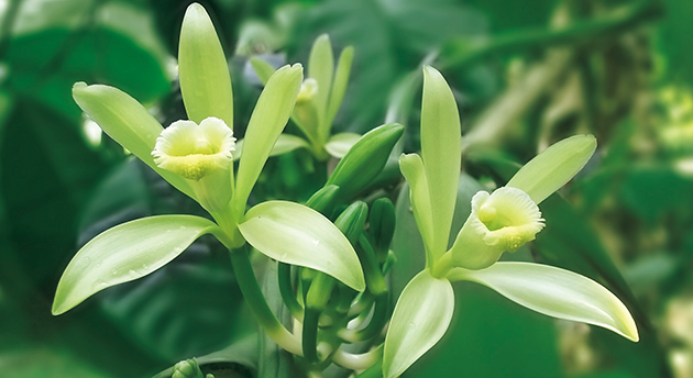 バニラの花が咲くのは1年に1日だけ!