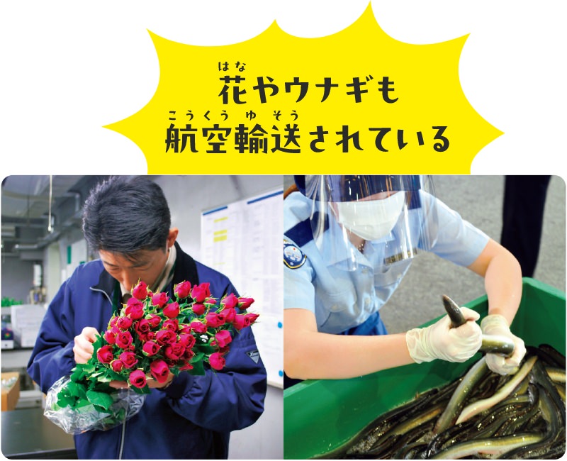 花やウサギも航空輸送されている