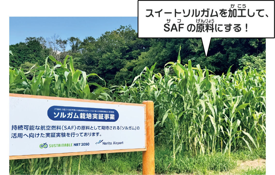 スイートソルガムは、茎に糖を蓄積するサトウキビのような作物で、高さは約5mにも成長する