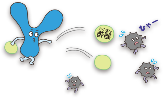 ビフィズス菌が作る酢酸が大活躍!
