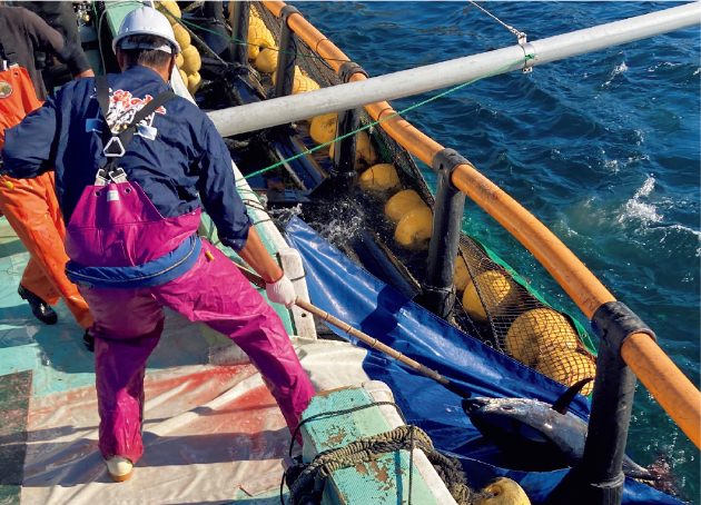 養殖したクロマグロを水揚げしているところ