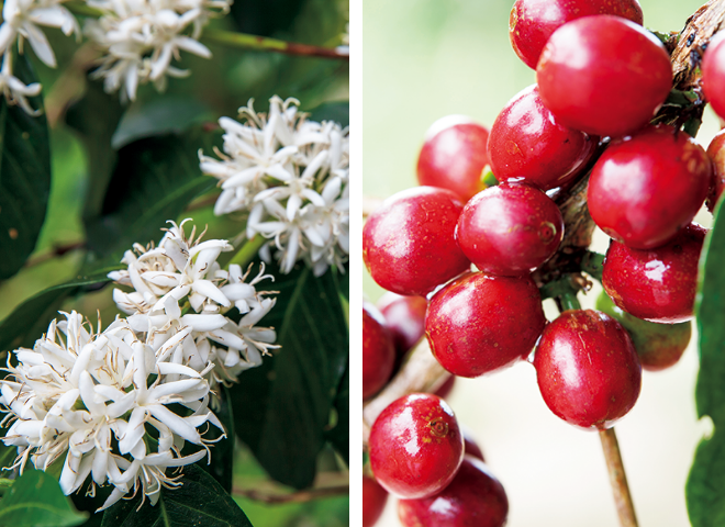 コーヒーノキの花と実