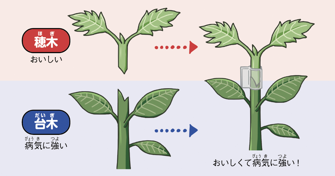 接ぎ木苗