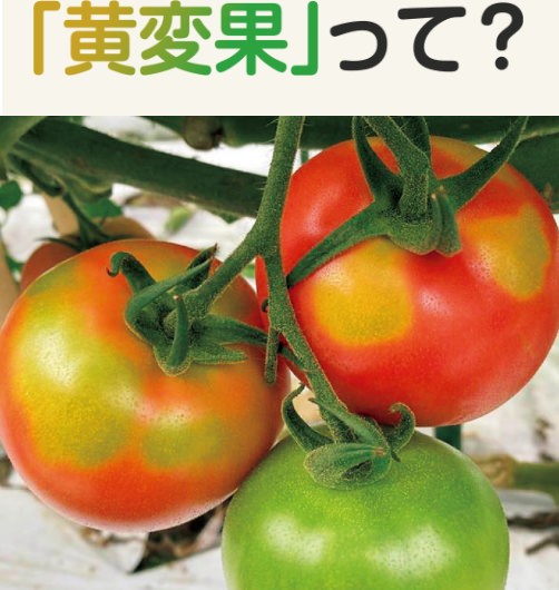 黄変果って？
