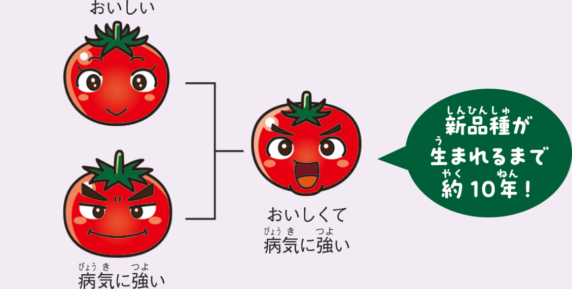 品種改良イメージ