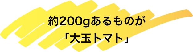 約200gあるものが「大玉トマト」