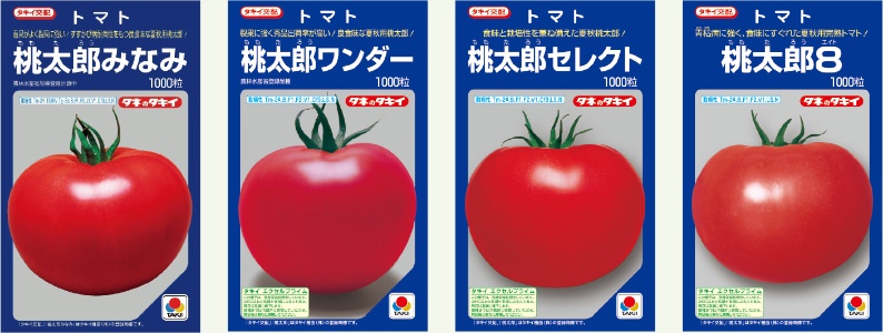 夏の時期に収穫するトマト