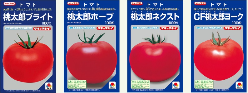 冬の時期に収穫するトマト