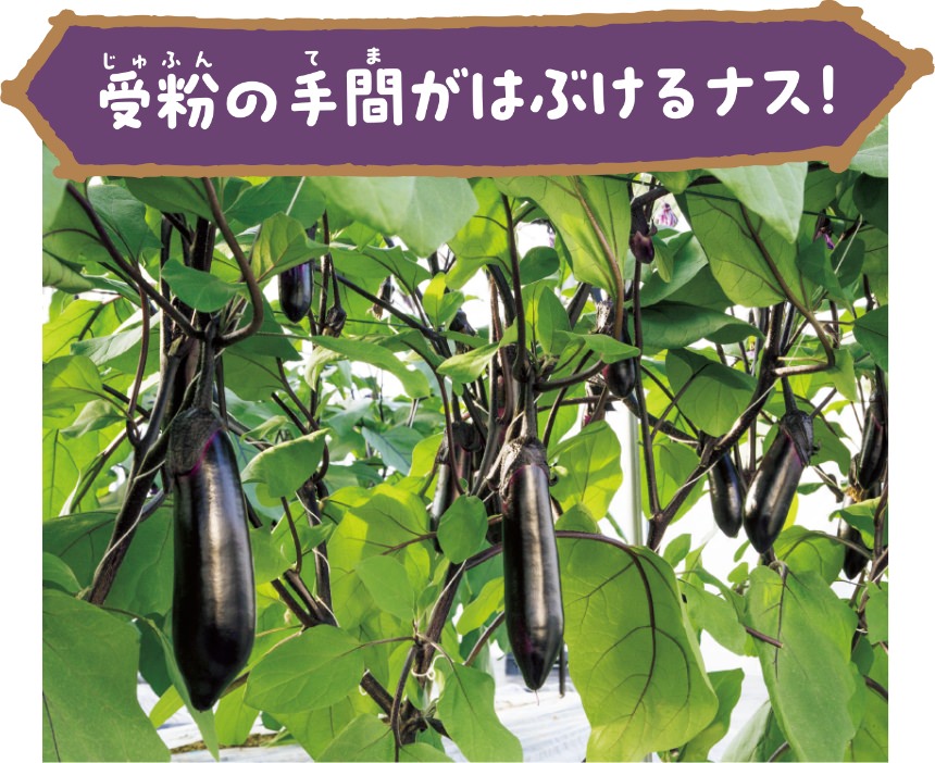 受粉の手間がはぶけるナス！
