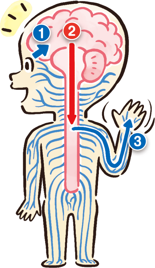 中枢神経と末梢神経の関係