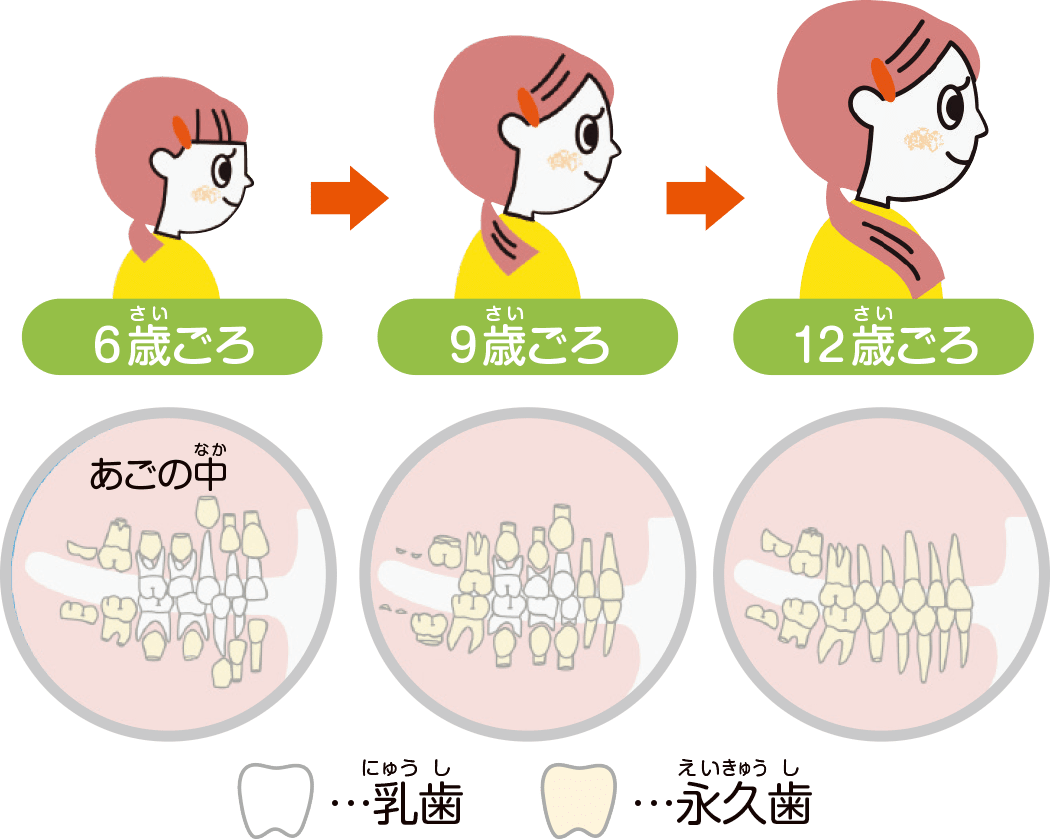 6歳ごろ、9歳ごろ、12歳ごろ