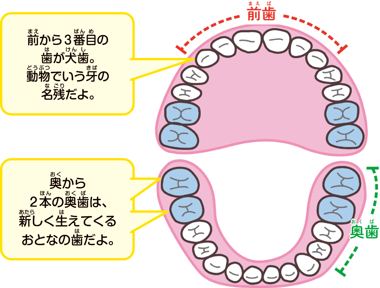 前歯と奥歯