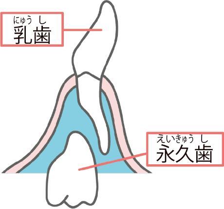 あごの中で、乳歯の下に永久歯のもとができ、時間をかけて育つ