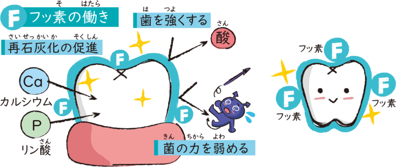 むし歯予防に大活躍 フッ素のすごい力!