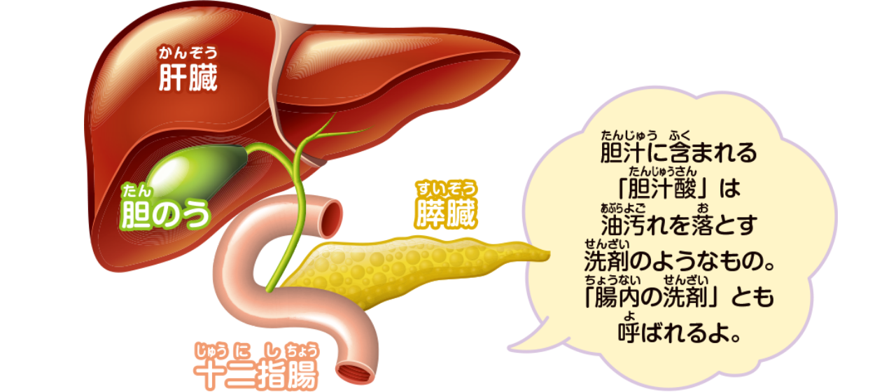 胆汁の役割