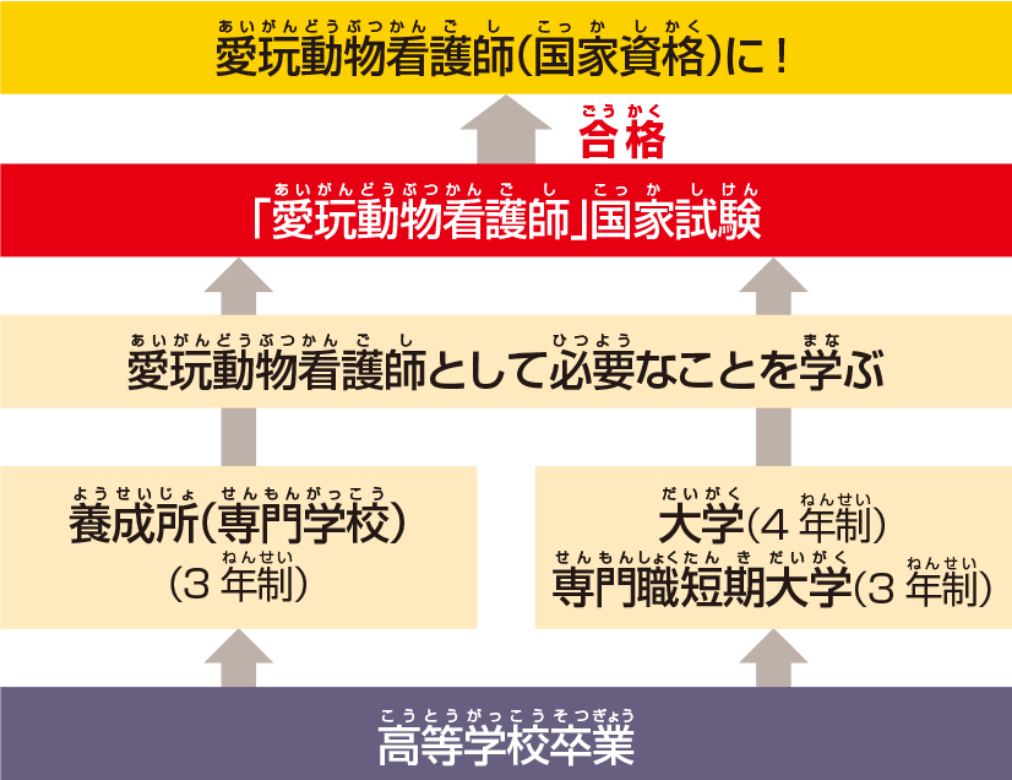 愛玩動物看護師になるための高校卒業後の進路の図