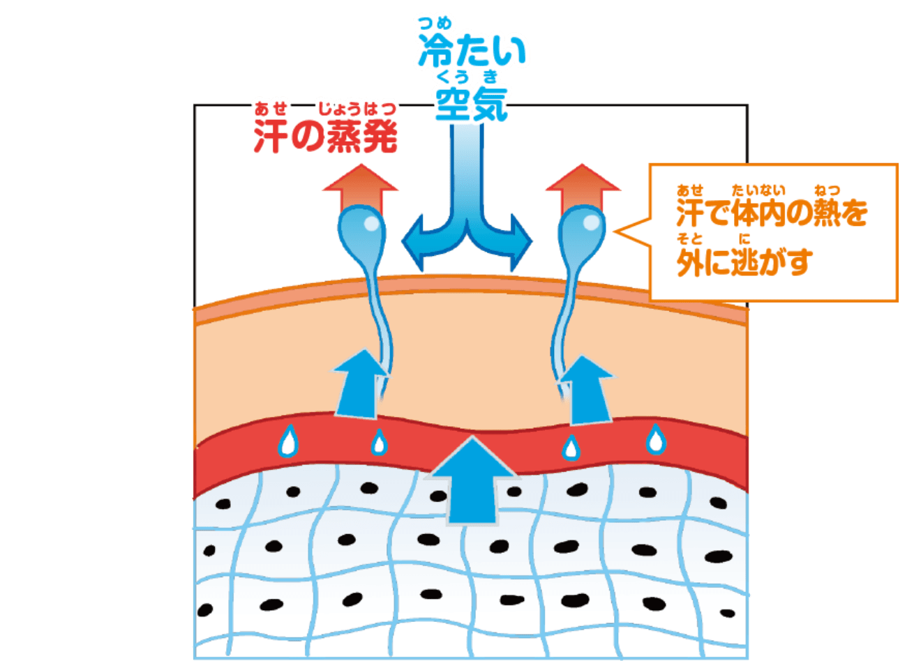 汗のはたらき