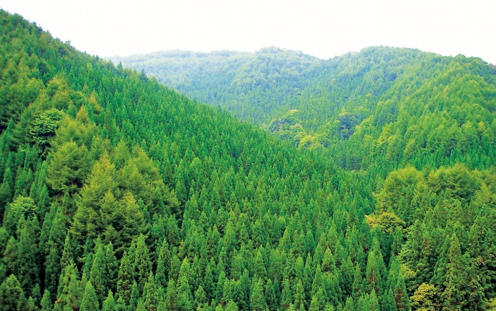 天然林と人工林