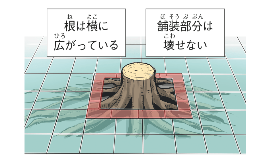 街路樹は周りが舗装されていることが多い
