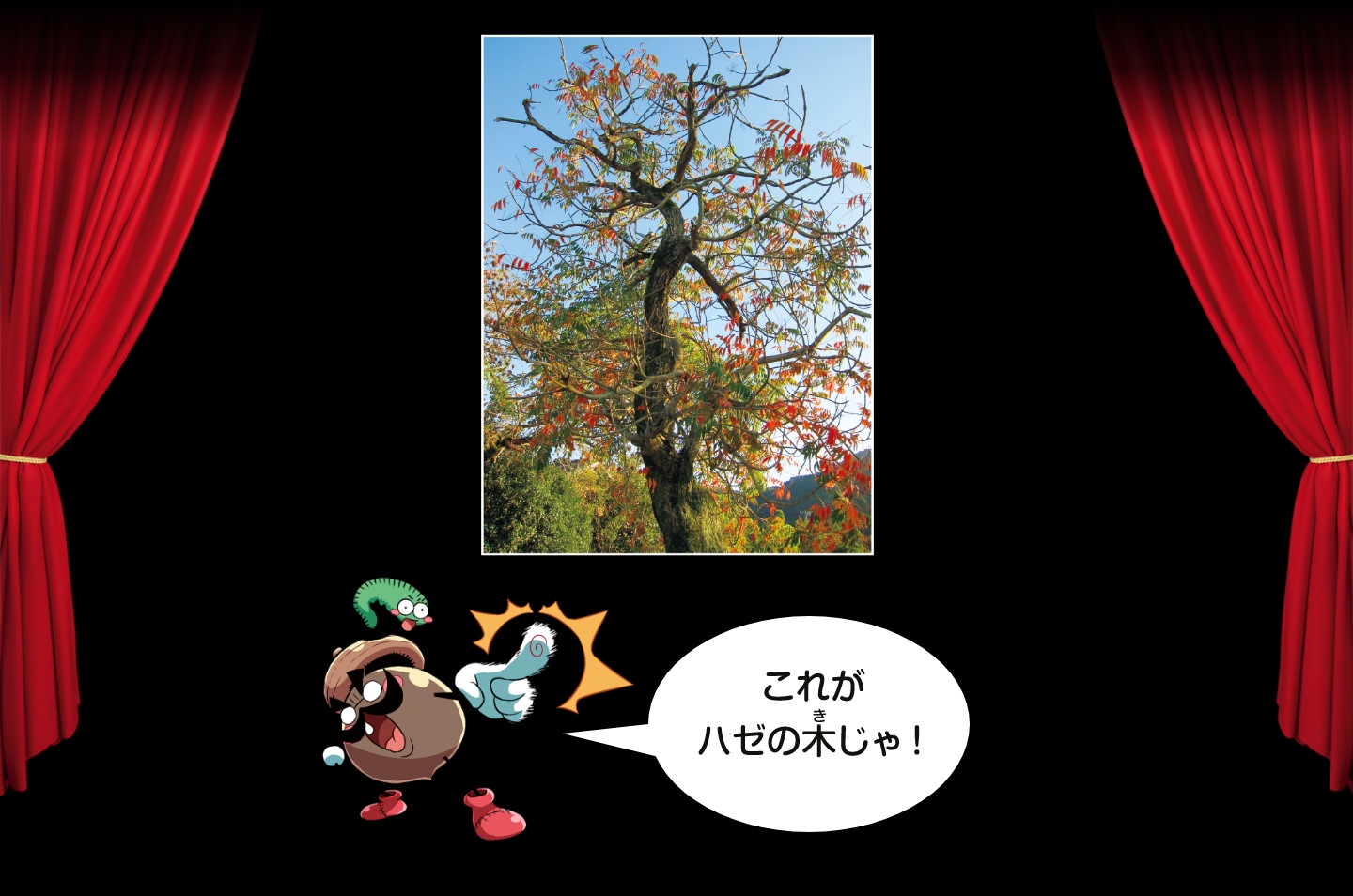 これがハゼの木じゃ