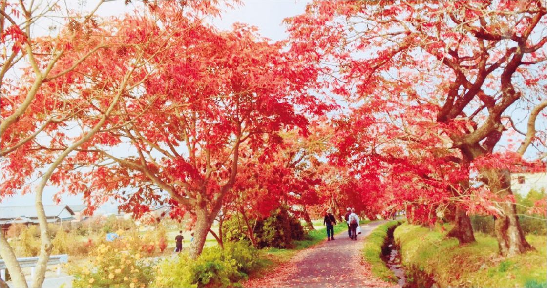 紅葉のハゼ