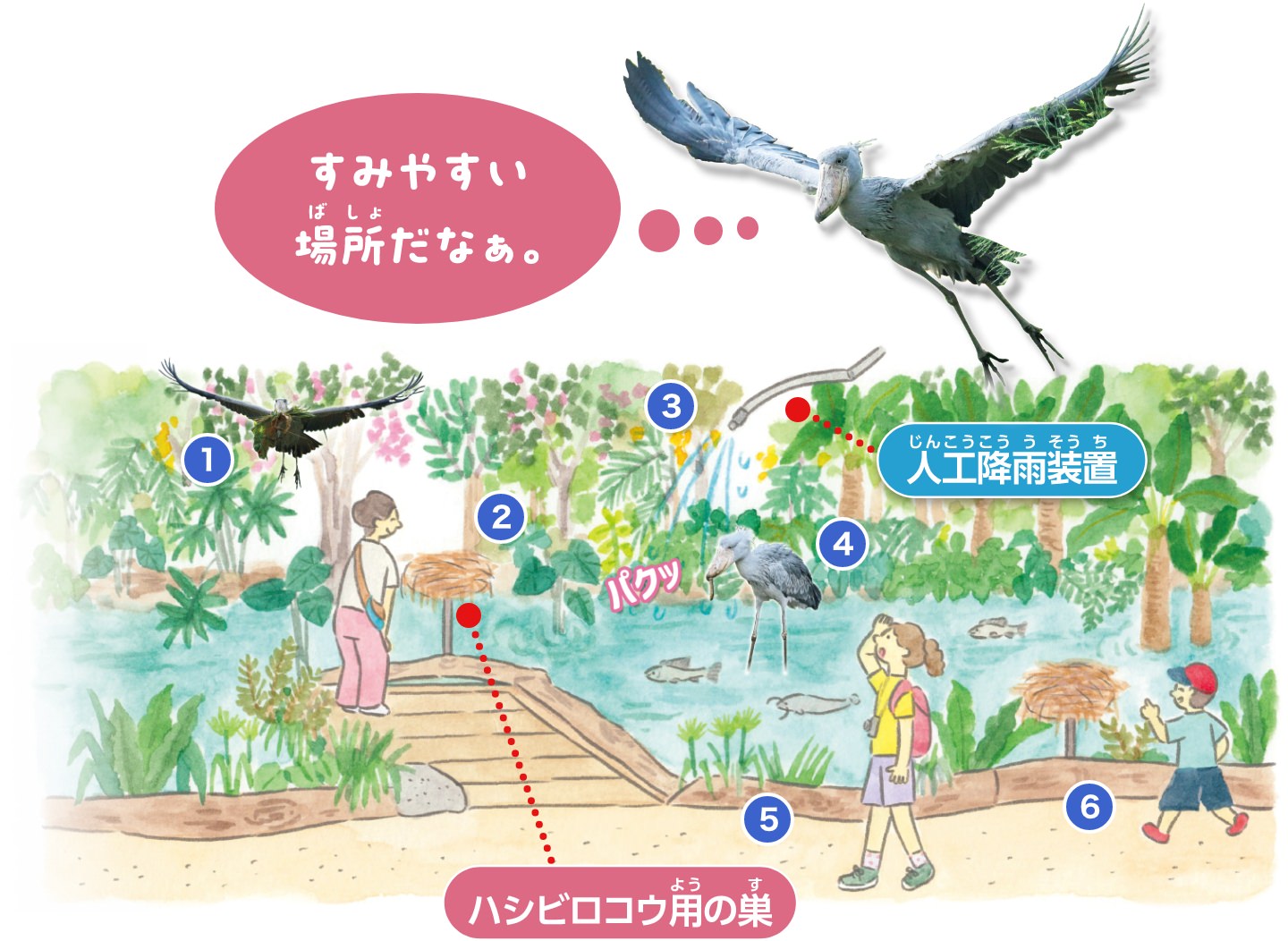 ハシビロコウ生態園 Big bill