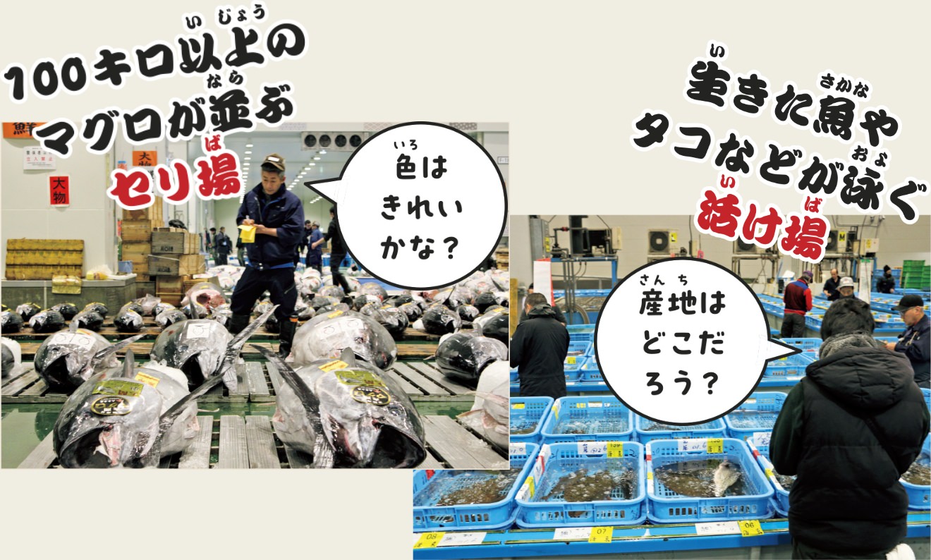 100キロ以上のマグロが並ぶセリ場・生きた魚やタコなどが泳ぐ活け場